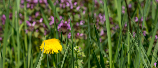 Fototapeta premium yellow dandelion flower closeup. green grass on the meadow. beautiful nature background in spring
