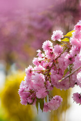 cherry blossom in spring season. beautiful pink flowers of japanese garden. floral nature background