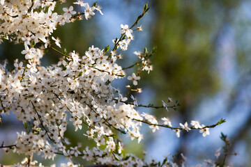 white blossoming branch in spring. beautiful nature background of apple garden