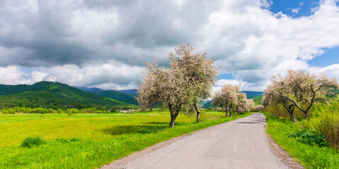 Fototapeta na wymiar carpathian countryside in springtime. blossoming trees along the road winding in to the distant mountains. beautiful rural scenery on a sunny day. clouds on the blue sky