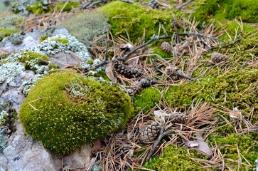 The beautiful surface looks like a creative mess in the forest. Stone, moss, cones, fir needles and...