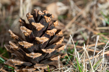 close up of a pine cone