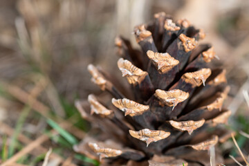close up of pine cones