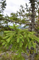 Fluffy coniferous branch close-up in the wild. Cloudy summer day.