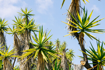 Group of Dragon Trees. Dracaena draco is endemic to the Canary Islands, Madeira and Cape Verde,...