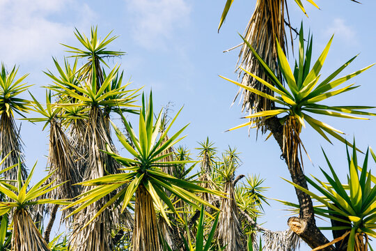 Group of Dragon Trees. Dracaena draco is endemic to the Canary Islands, Madeira and Cape Verde, only a few of these trees can be found growing naturally. 