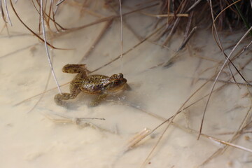 Common Toad sat in a pond looking for a mate during spring mating season. County Durham, England, UK.