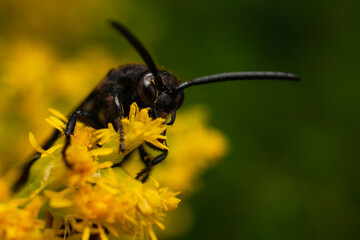 Blue-Winged Wasp on Yellow Flowers