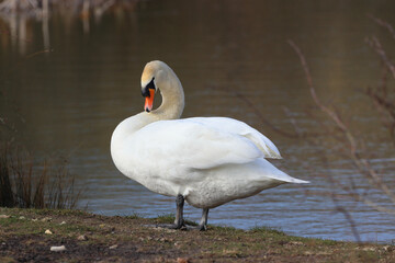 A Lone Mute Swan Walking beside a Lake in a Nature Reserve. County Durham, England, UK.