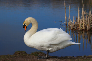 Naklejka premium A Lone Mute Swan Walking beside a Lake in a Nature Reserve. County Durham, England, UK.
