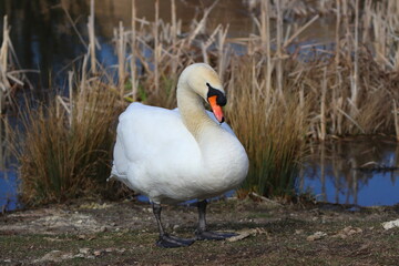 A Lone Mute Swan Walking beside a Lake in a Nature Reserve. County Durham, England, UK.