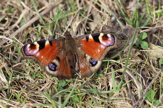 Peacock Butterfly absorbing heat through Sunlight on a Spring day, County Durham, England, UK.