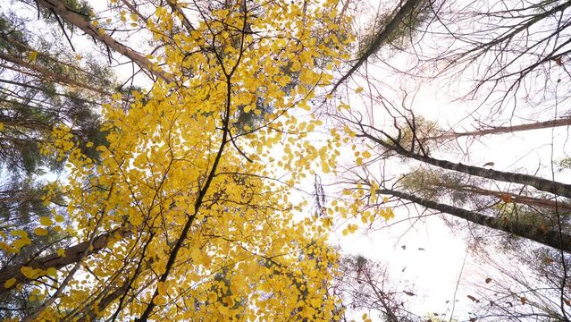 Single yellow leaves fly down from wide bush at bottom level of autumn forest or grove. Camera pointed straight up from ground level. Large trees and cloudy sky on background