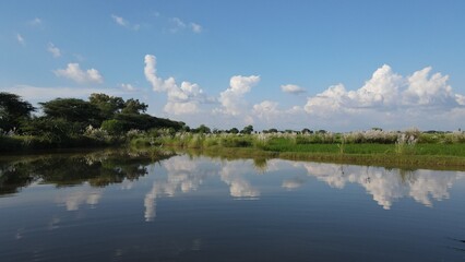A closeup of a small lake adjacent to rice fields with clouds reflected in the water. 