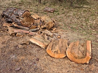 An old pine tree in the forest sawn into pieces and will be used as firewood in winter