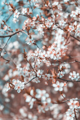 lyon flowers hanami cherry blossom sakura nature tree
arbre cerisier fleurs 