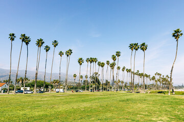 Tropical tall palm trees on the beach of Santa Barbara, California, USA.