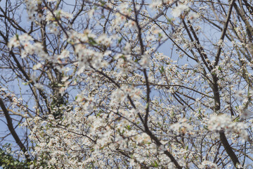 Fototapeta premium lyon flowers hanami cherry blossom sakura nature tree arbre cerisier fleurs 