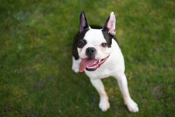 Boston Terrier puppy with white marking around one eye, sitting on grass looking up at the camera. The cute dog has an open mouth with the tongue out and to one side.
