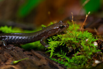 Ravine Salamander Rests on Moss