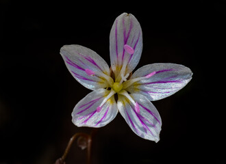 Claytonia caroliniana (Carolina spring-beauty) wildflower of North Carolina