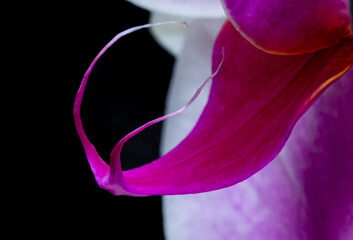 Extreme close up of a Colorful lip or tendril of a phalaenopsis orchid