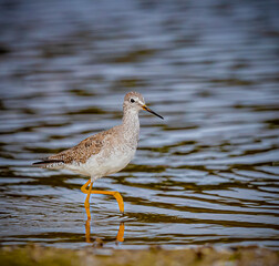 Greater Yellowlegs standing in still water along shoreline