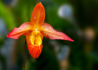 Orange bucket orchid with blurred background
