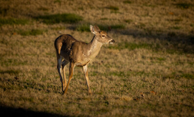 White tailed deer in right profile at dusk