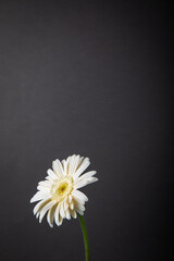 White gerbera flower on black background.