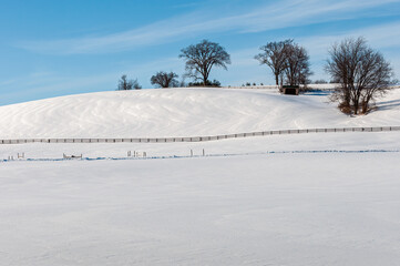 Fototapeta na wymiar Snowy fields crossed by fence with trees against brilliant blue sky