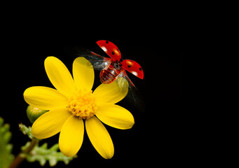 Beautiful ladybug on leaf defocused background