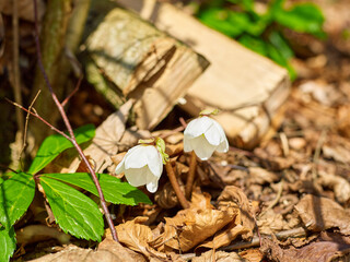 Galanthus or snowdrop in a Forest