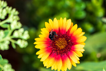 A bumblebee collects nectar on a Gaillardia bloom