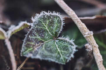 frost ivy