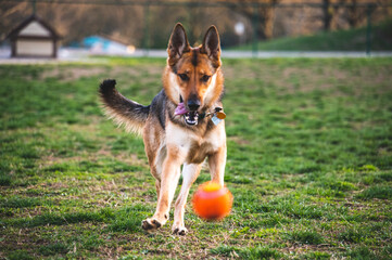 german shepherd dog with her tongue out