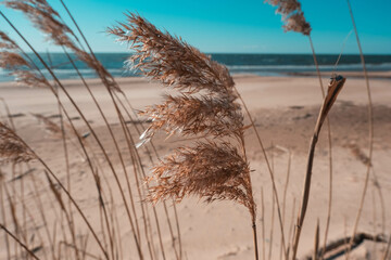 Common reeds at the coast of Baltic sea. Dry reeds in the wind. Main vegetation of Baltic sea...