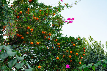 Mandarin tree with ripening fruits. Harvest tangerines on a tree