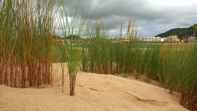Vegetation in beach dunes (Ammophila Arenaria). Puntal de Laredo in front of Santo&ntilde;a in Cantabria, Spain 
