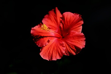 red hibiscus flower