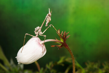 Close up of pair of Beautiful European mantis ( Mantis religiosa )