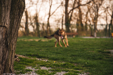 Out of focus German Shepard in park. With bokeh