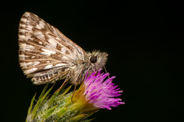 Macro shots, Beautiful nature scene. Closeup beautiful Grizzled Skippers  sitting on the flower in a summer garden.