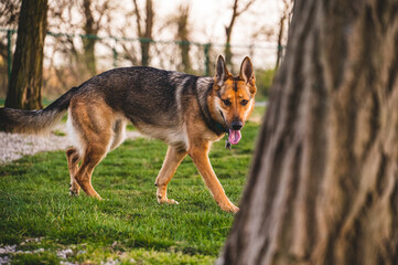 Fototapeta premium portrait of a dog