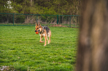 german shepherd dog running