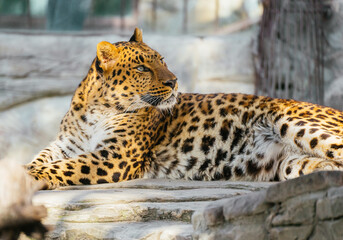 Leopard resting under a tree in an aviary.
