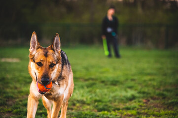 German Shepard Playing catch with owner