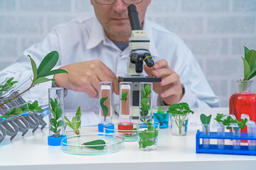 Male Microbiologist looking at a  green plant  . Medical scientist working in a modern food science laboratory with Advanced Technology. Scientist examine plants - 497146239