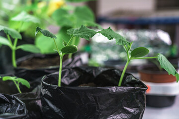 Cucumbers seedlings in a greenhouse . Small cucumber plants grown in pot. - 497146243