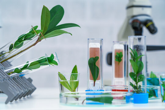 Microscope and young plant in science test tube , lab research
